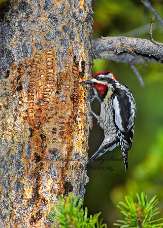 Sphyrapicus nuchalis  RED-NAPED SAPSUCKER 113422+