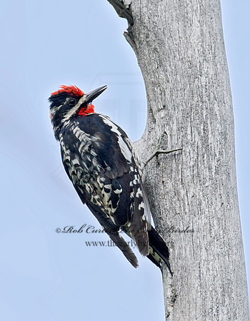 Sphyrapicus nuchalis  RED-NAPED SAPSUCKER 7010892