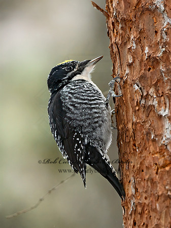 Picoides tridactylus  3-TOED WOODPECKER 3017146+