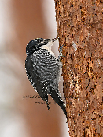 Picoides tridactylus  3-TOED WOODPECKER 3017142+
