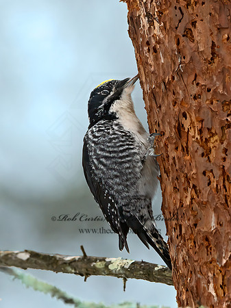 Picoides tridactylus  3-TOED WOODPECKER 3017137+