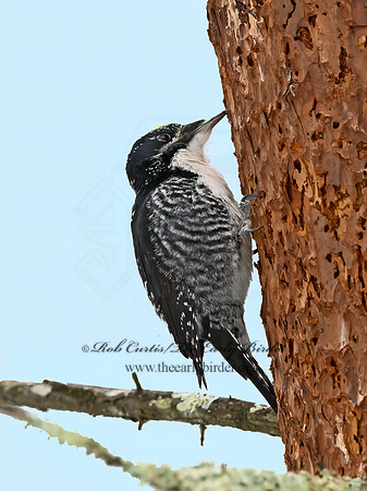 Picoides tridactylus  3-TOED WOODPECKER 3017134+