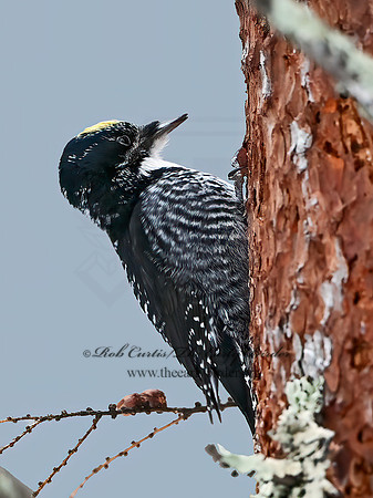 Picoides tridactylus  3-TOED WOODPECKER 3017125+