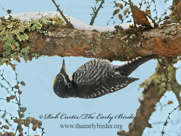 Picoides tridactylus  3-TOED WOODPECKER 3017120+