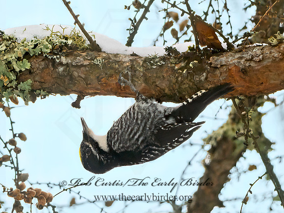Picoides tridactylus  3-TOED WOODPECKER 3017117+