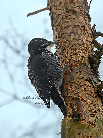 Picoides tridactylus  3-TOED WOODPECKER 3017106+