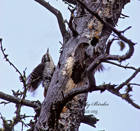Picoides tridactylus  3-TOED WOODPECKER 235822.+