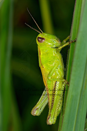 Melanoplus bivittatus femoratus  2-STRIPED GRASSHOPPER 6008786z