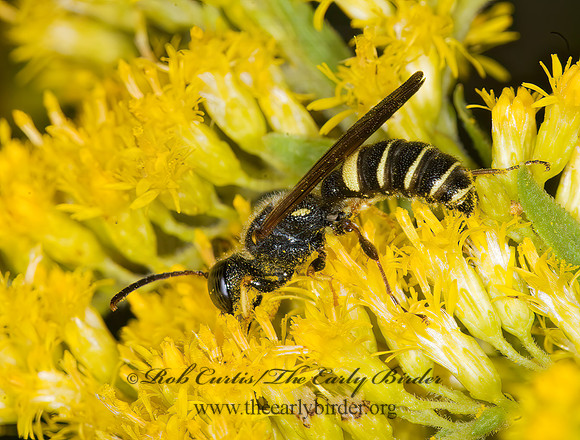 Cerceris nigrescens  WEEVIL WASP 6014631z