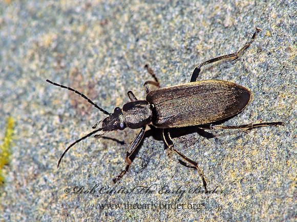 Ditylus quadricollis 133010 z