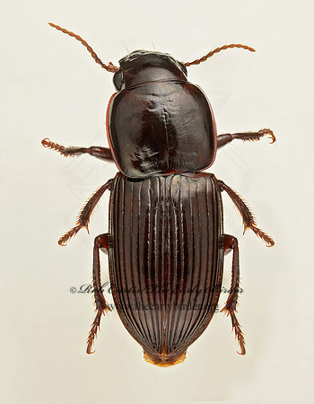 Discoderus crassicollis  HARPALINI GROUND BEETLE  9019406z