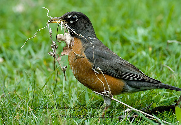 Turdus migratorius  AMERICAN ROBIN 5006472z