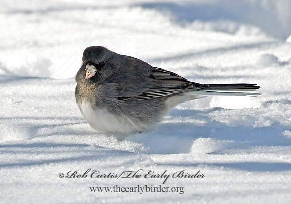 Junco hyemalis   DARK-EYED JUNCO 5017432z