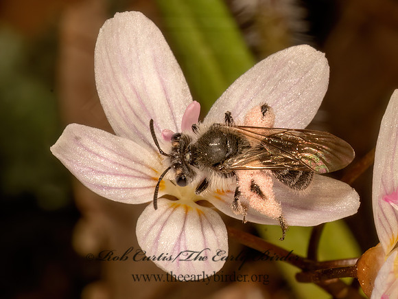 Andrena erigeniae  SPRING BEAUTY MINING BEE 9087057z