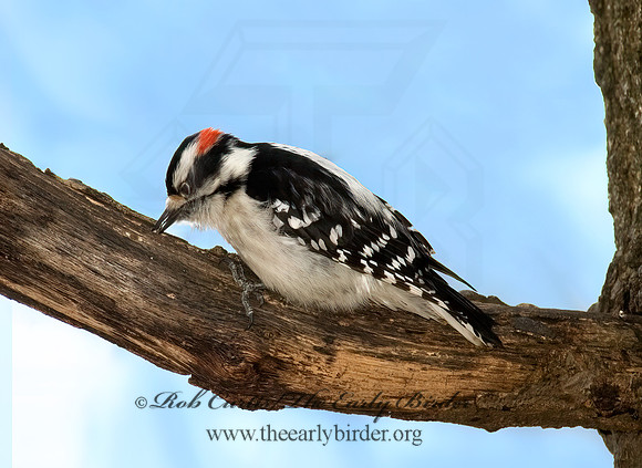 Dryobates pubescens  DOWNY WOODPECKER 5018073+