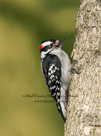 Dryobates pubescens  DOWNY WOODPECKER 6000980+
