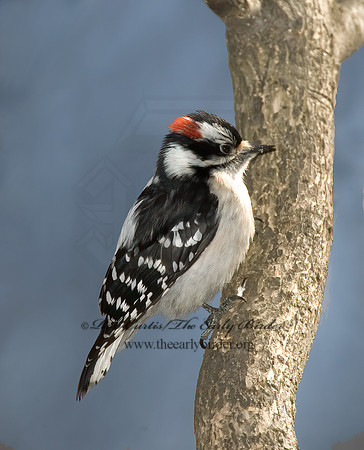 Dryobates pubescens  DOWNY WOODPECKER 5018063+