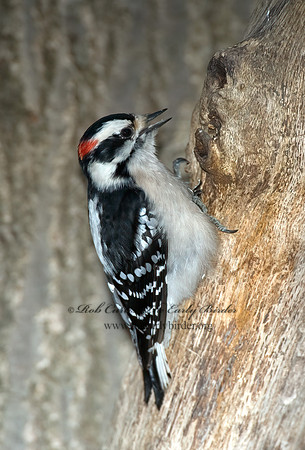 Dryobates pubescens  DOWNY WOODPECKER 5018112+