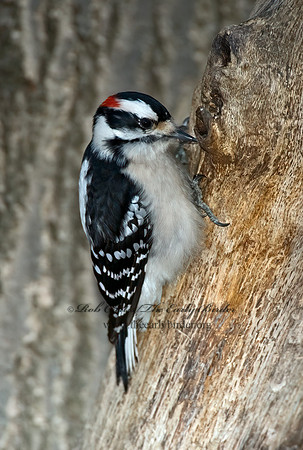 Dryobates pubescens  DOWNY WOODPECKER 5018121+