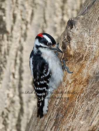 Dryobates pubescens  DOWNY WOODPECKER 5018175+