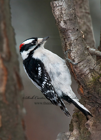Dryobates pubescens  DOWNY WOODPECKER 3000808+