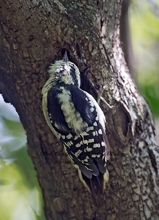 Dryobates pubescens  DOWNY WOODPECKER 9024490+