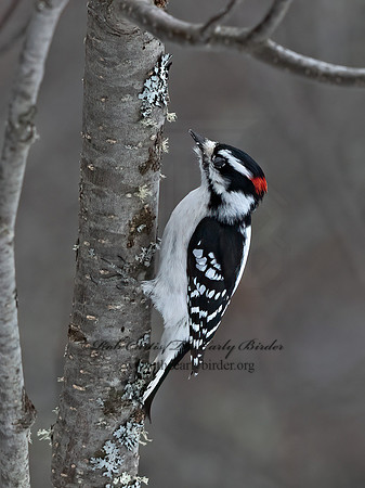 Dryobates pubescens  DOWNY WOODPECKER 3017040+