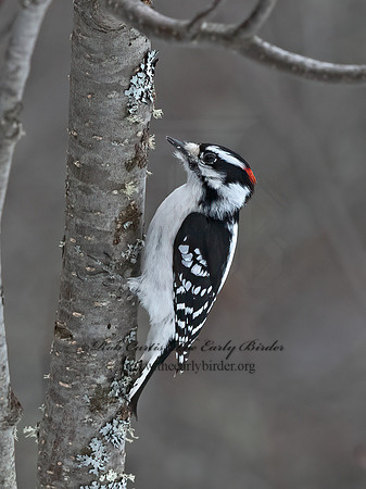 Dryobates pubescens  DOWNY WOODPECKER 3017042+