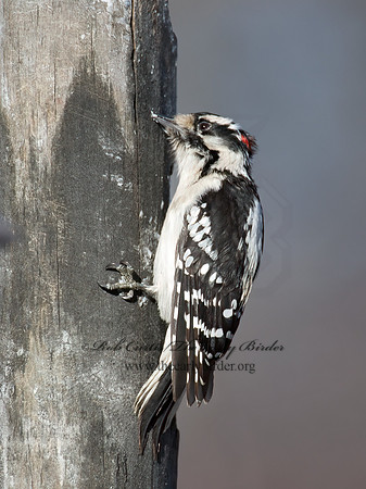 Dryobates pubescens  DOWNY WOODPECKER 9007007+