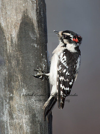Dryobates pubescens  DOWNY WOODPECKER 9007013+