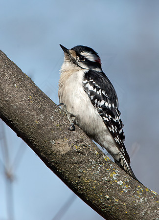 Dryobates pubescens  DOWNY WOODPECKER 9042680+