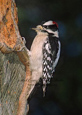 Dryobates pubescens  DOWNY WOODPECKER 24816+