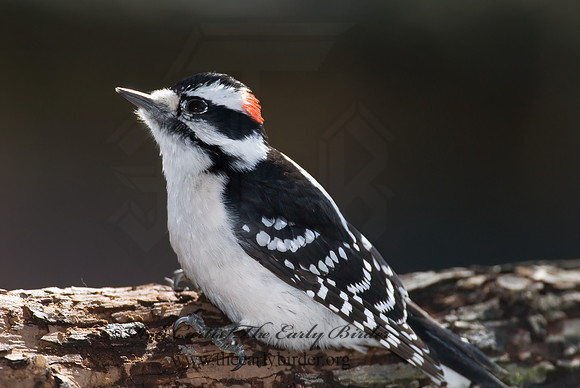Dryobates pubescens  DOWNY WOODPECKER 6001036+