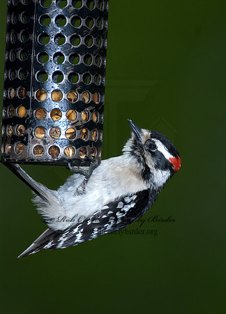Dryobates pubescens  DOWNY WOODPECKER 6005845+