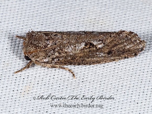 Acrolophus TUBEWORM MOTH  7008683z