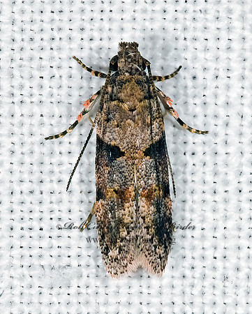Faculta inaequalis TWIRLER MOTH 6024635z