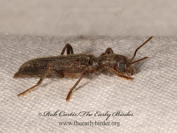 Cymatodera  CHECKERED BEETLE 3036614z