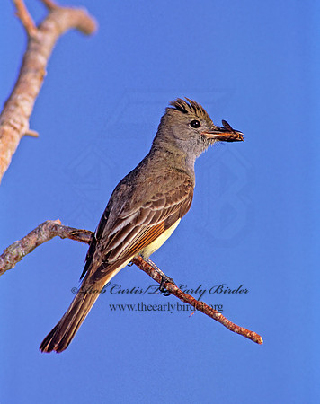 Myiarchus crinitus  GREAT CRESTED FLYCATCHER 260027z