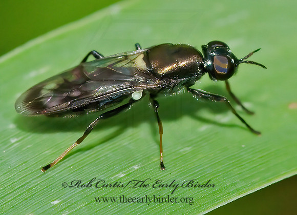 Myxosargus nigricormis SOLDIER FLY 8026389z
