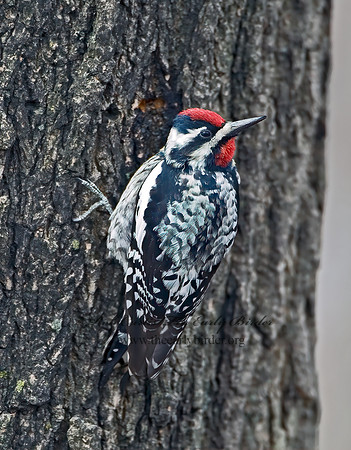 Sphyrapicus varius  YELLOW-BELLIED SAPSUCKER 6021911+