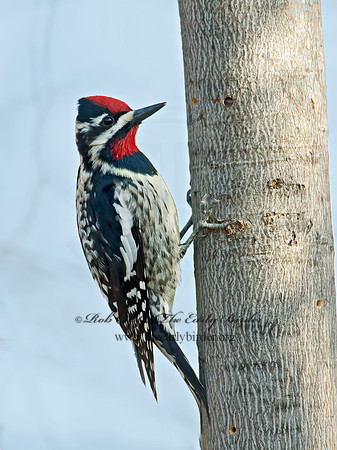 Sphyrapicus varius  YELLOW-BELLIED SAPSUCKER 9009883+