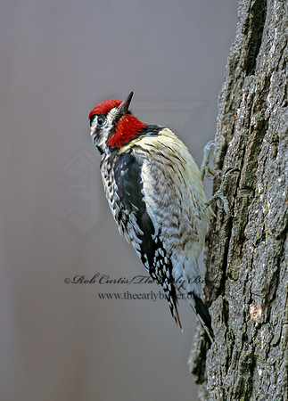 Sphyrapicus varius  YELLOW-BELLIED SAPSUCKER 306524+