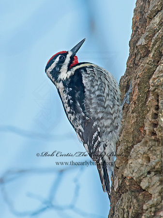 Sphyrapicus varius  YELLOW-BELLIED SAPSUCKER 9009367+