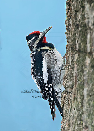 Sphyrapicus varius  YELLOW-BELLIED SAPSUCKER 6002109+