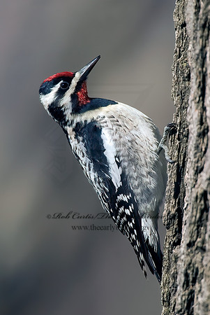 Sphyrapicus varius  YELLOW-BELLIED SAPSUCKER 7001452+