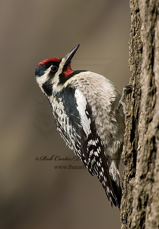Sphyrapicus varius  YELLOW-BELLIED SAPSUCKER 7001451+