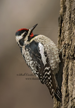 Sphyrapicus varius  YELLOW-BELLIED SAPSUCKER 7001440+