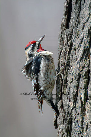Sphyrapicus varius  YELLOW-BELLIED SAPSUCKER zoo 024+