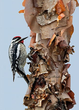 Sphyrapicus varius  YELLOW-BELLIED SAPSUCKER 9042840+
