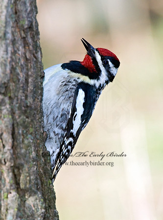 Sphyrapicus varius  YELLOW-BELLIED SAPSUCKER 7001431